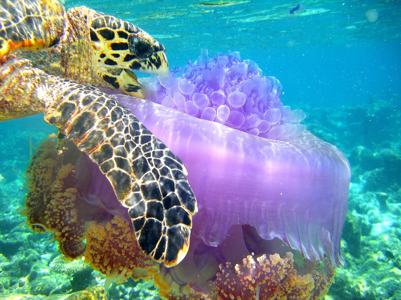 Illustration for article titled The Best Biology Photos Of 2014 Will Take You To Another World